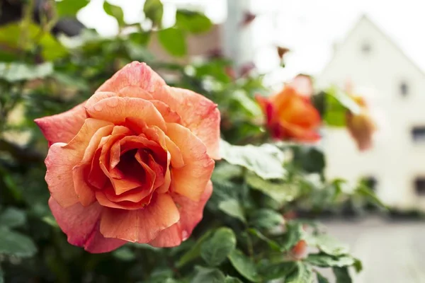 Een Zachte Focus Van Een Oranje Roos Bloem Tegen Een — Stockfoto