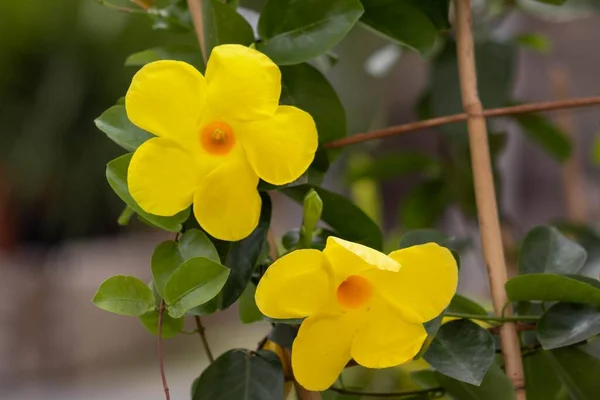 Egy Közeli Felvétel Sárga Kürt Virágokról Kertben — Stock Fotó