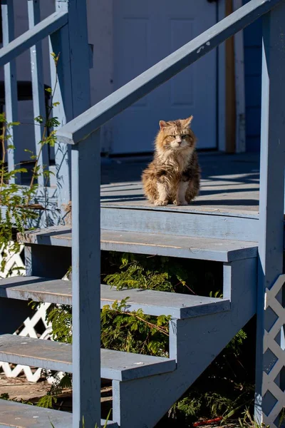 Gato Colorido Adorável Fofo Varanda — Fotografia de Stock