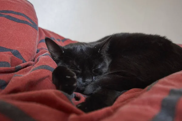 Gros Plan Chat Noir Sur Couverture Rouge — Photo