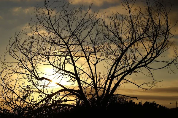 Dech Beroucí Pohled Siluetu Starého Stromu Západ Slunce Pozadí — Stock fotografie