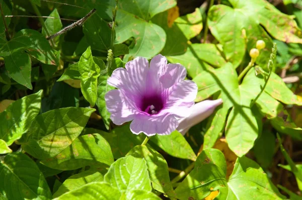 开了花 美丽的 紫色的象爬虫花 — 图库照片