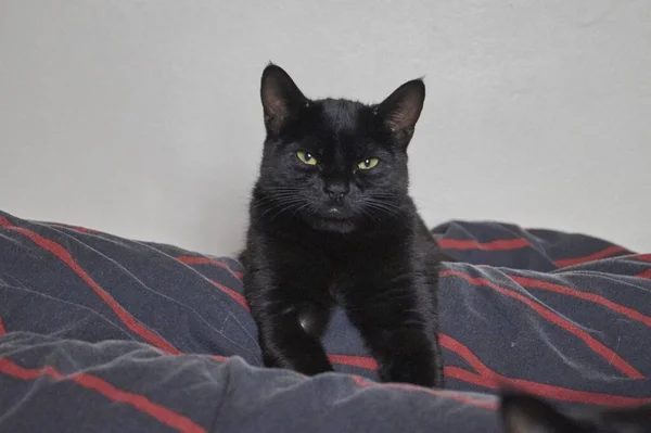 Tiro Perto Gato Preto Enfiado Cobertor Listrado Atrás Parede — Fotografia de Stock