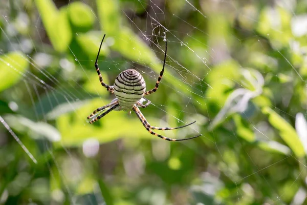 Bir Kuşak Argiope Örümceği Argiope Trifasciata Yemeğini Yemek Üzeredir Muhtemelen — Stok fotoğraf