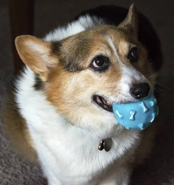 Nahaufnahme Eines Corgi Hundes Der Den Ball Beißt — Stockfoto