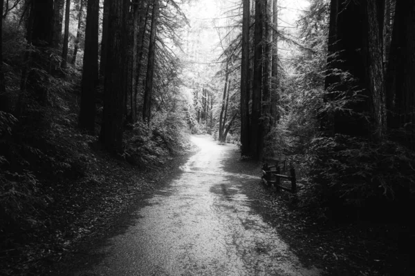Szare Ujęcie Upiornego Leśnego Szlaku Otoczonego Wysokimi Drzewami — Zdjęcie stockowe