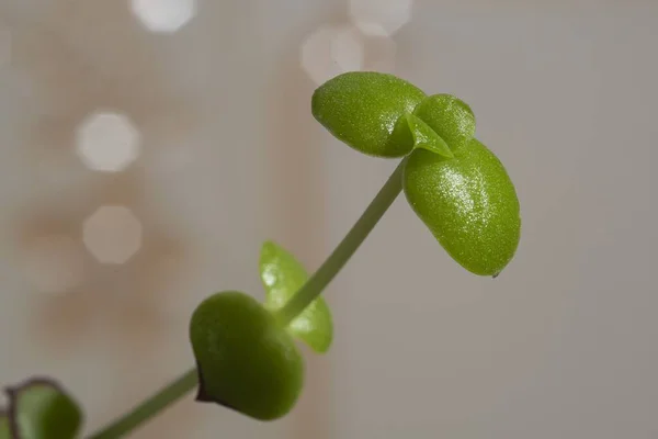 光の下での植物のマクロショット — ストック写真