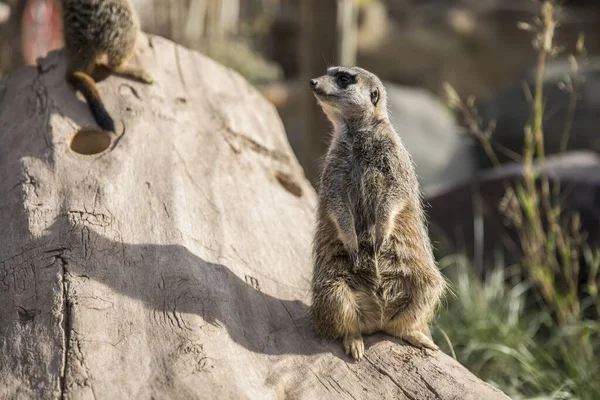 Enfoque Selectivo Suricata Lindo Sentado Una Piedra — Foto de Stock