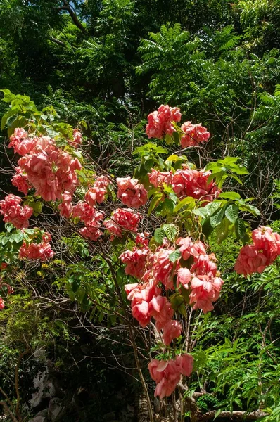 Bellissimi Fiori Rosa Fioriti Moussend Brillano Sotto Raggi Del Sole — Foto Stock