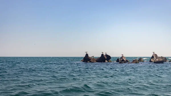 Ein Panoramabild Von Möwen Auf Meeresfelsen Strand Von Rimini Italien — Stockfoto