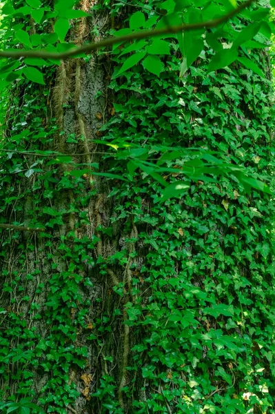 Een Verticaal Schot Van Levendige Groene Bladeren Groeiend Een Boomstam — Stockfoto