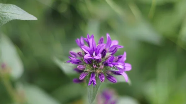 Poziome Zbliżenie Strzał Piękny Purpurowy Psoralea Kwiat Zielonym Tle — Zdjęcie stockowe