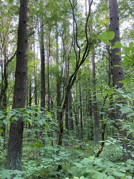 Vertikal Bild Skog Med Massa Vackra Gröna Träd — Stockfoto