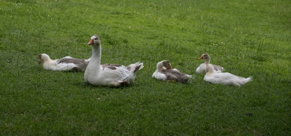 Groupe Oies Assis Sur Champ Vert — Photo