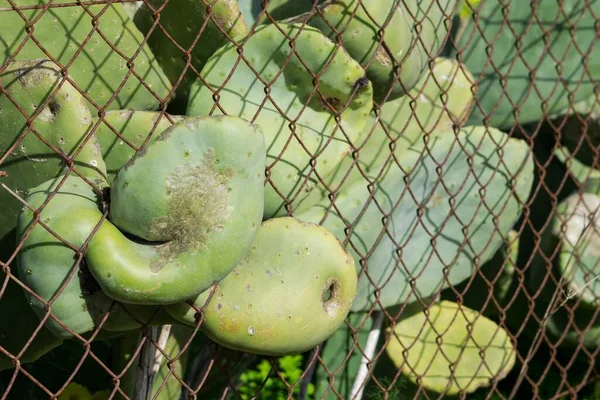 The force of nature adapts to man made structures, as an Opuntia prickly pear pad emerges through rusting fence.
