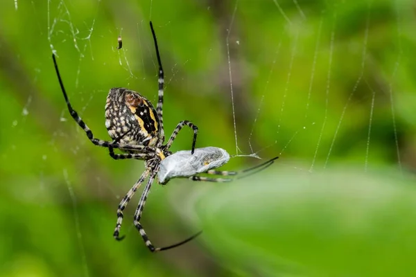 Eine Gebänderte Argiope Spinne Argiope Trifasciata Auf Ihrem Netz Beim — Stockfoto