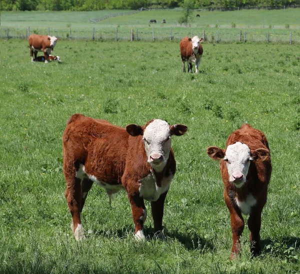 Belo Tiro Vacas Pastando Uma Fazenda Pastagens — Fotografia de Stock