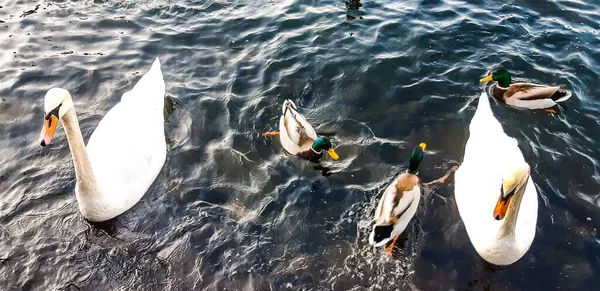 Tiro Ângulo Alto Cisnes Grupo Ganso Lago Reflexivo — Fotografia de Stock