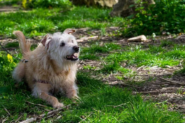 A cream coloured dog, chained to a tree, eagerly waiting for its owner to run freely and play in the countryside. Scruffy fur, friendly playful dog