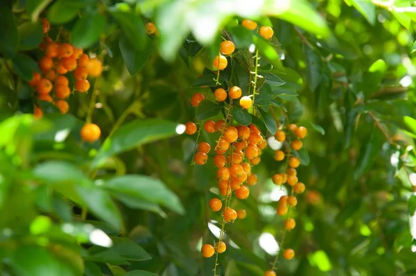 Gele Rijpe Vruchten Van Zuid Amerikaanse Duranta Erecta — Stockfoto