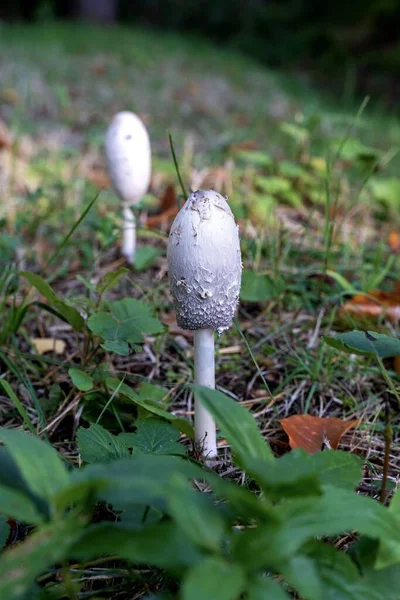 Egy Közeli Felvétel Egy Bozontos Sörényes Gombáról Földön — Stock Fotó