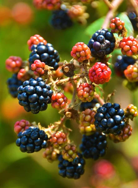 Primer Plano Una Rama Con Moras Silvestres —  Fotos de Stock