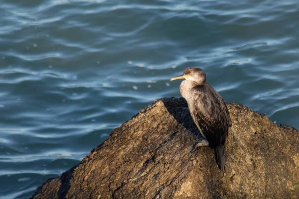 Closeup Shot Phalacrocorax Cormorant Sitting Rock Water — Stock Photo, Image