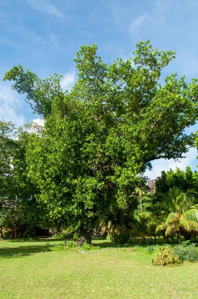 Les Beaux Arbres Luisant Sous Ciel Nuageux Bleu — Photo