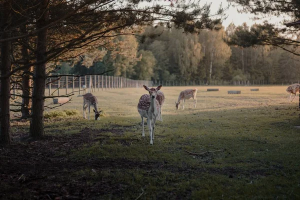 Tiro Seletivo Focagem Veados Cauda Branca Uma Terra Agrícola — Fotografia de Stock