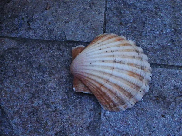 Closeup Shot Seashell Concrete Surface — Stock Photo, Image