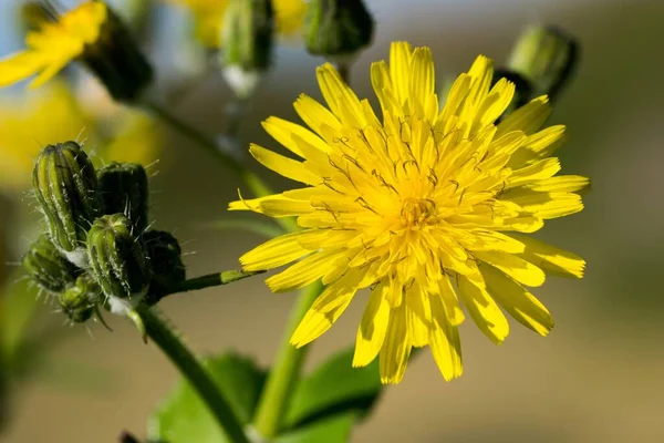 Żółty Gładki Kwiat Oset Maciory Sonchus Oleraceaus Kwitnie Wyspach Maltańskich — Zdjęcie stockowe