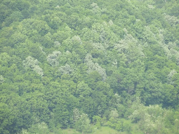 Вид Зелені Дерева Горі Вдень — стокове фото