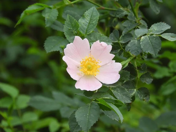 Eine Nahaufnahme Einer Rosafarbenen Rosenpflanze Einem Wald — Stockfoto