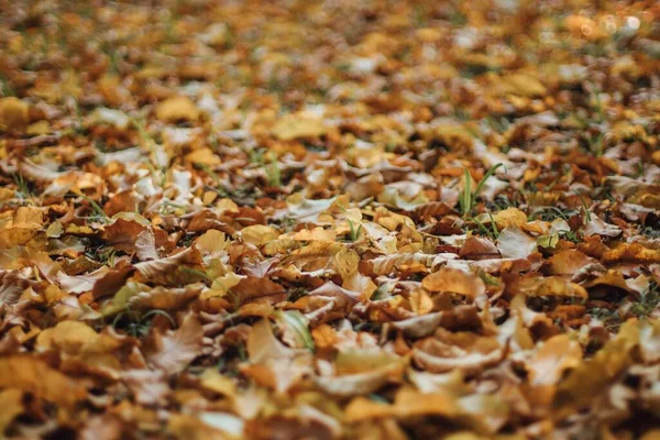 Een Close Shot Van Prachtige Gevallen Herfstbladeren Het Veld — Stockfoto