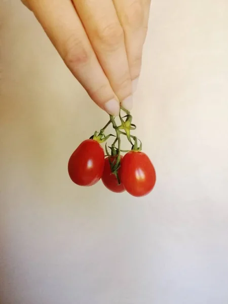 Μια Κάθετη Εικόνα Ενός Κόκκινου Θάμνου Ντομάτας Λευκό Φόντο — Φωτογραφία Αρχείου