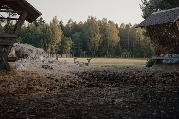 Plan Sélectif Cerfs Virginie Dans Une Terre Agricole — Photo