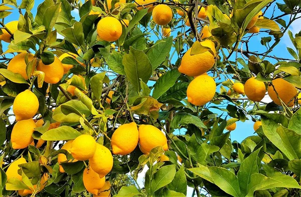 熟したレモンの枝のクローズアップショット — ストック写真