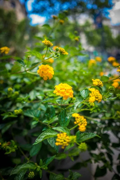 Vertikální Detailní Záběr Žlutých Květin — Stock fotografie