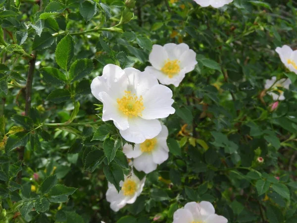 Primer Plano Una Planta Rosas Bosques Blancos Bosque — Foto de Stock