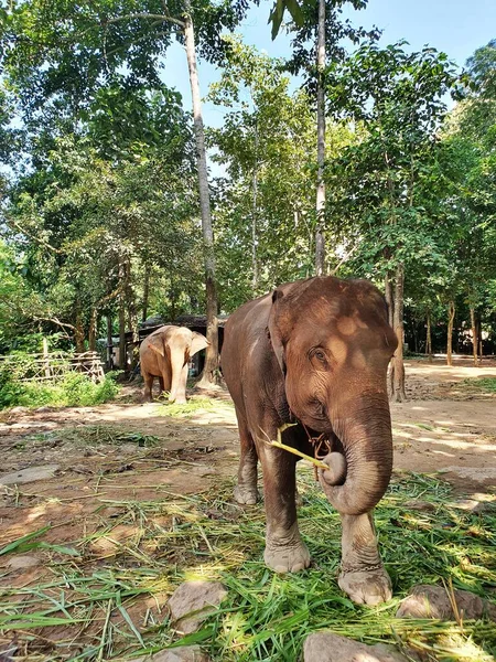 Вертикальный Снимок Милых Коричневых Слонов Прогуливающихся Заповеднике — стоковое фото