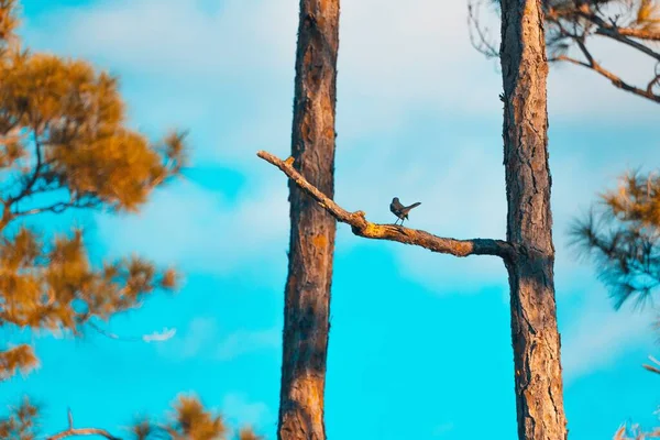 Küba Bir Ağaç Dalında Oturan Küçük Bir Kuş — Stok fotoğraf