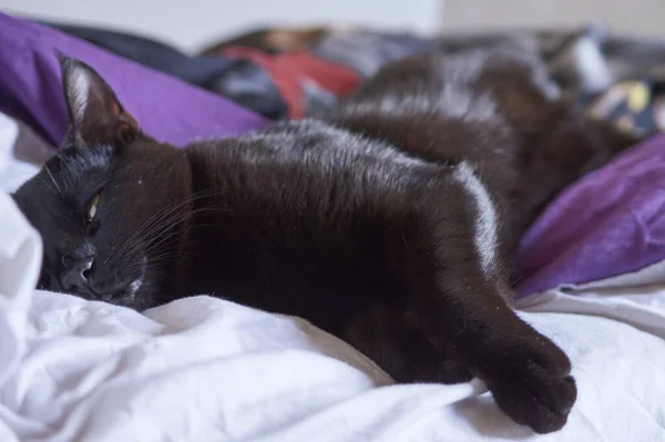 Μια Κοντινή Φωτογραφία Μιας Μαύρης Γάτας Ξαπλωμένης Στο Κρεβάτι — Φωτογραφία Αρχείου