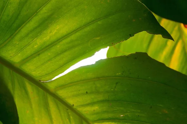 Large Pattern Leaves Bauhinia Plant — стоковое фото
