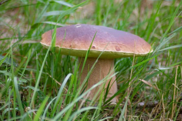 Gros Plan Champignon Comestible Bolete Baie Poussant Dans Herbe — Photo