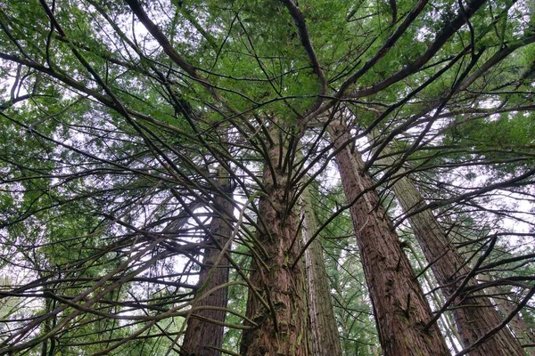 Nízký Úhel Záběru Zelených Stromů Vysokými Větvemi Lese Denního Světla — Stock fotografie