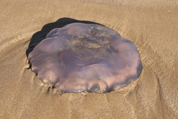 Plan Angle Élevé Une Grosse Méduse Sur Sable Sous Lumière — Photo