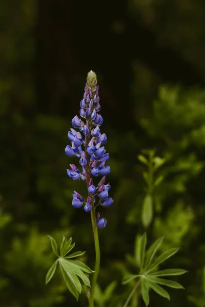 Vertikal Närbild Lila Ormbunksblad Lavendel Skog — Stockfoto