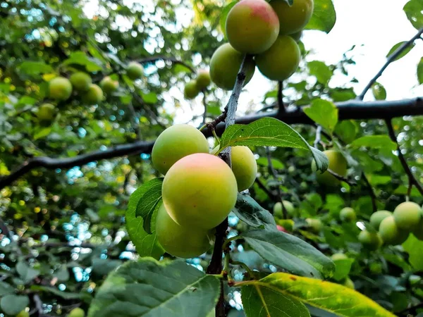 Plan Angle Bas Fruits Verts Poussant Sur Arbre — Photo