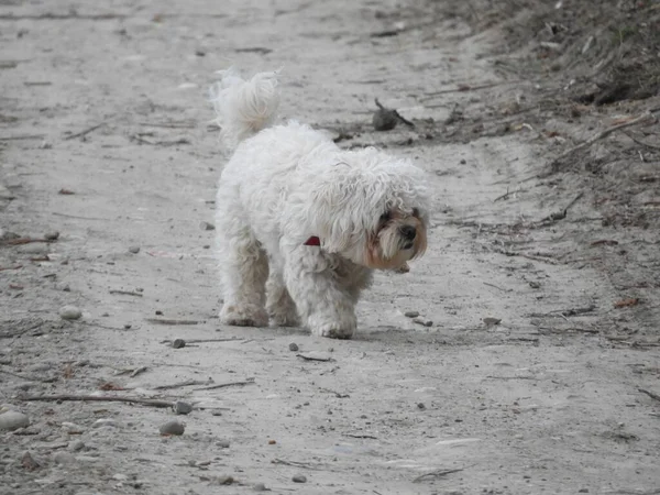 Ein Niedlicher Weißer Terrier Pudel Läuft Auf Einem Feldweg Mit — Stockfoto