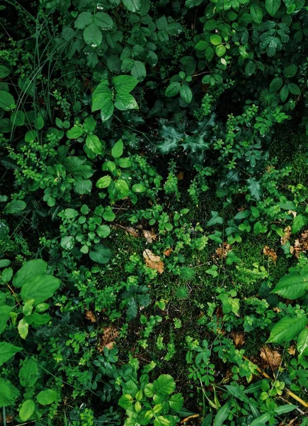 Pionowe Ujęcie Roślin Trawy Lesie — Zdjęcie stockowe